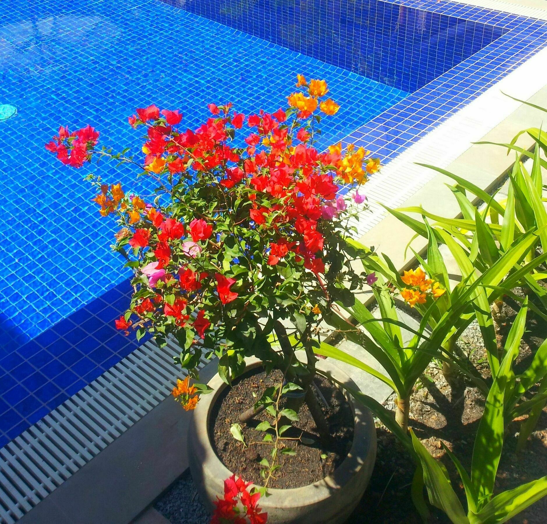 Sweet Mango Villa Σιέμ Ρέαπ Εξωτερικό φωτογραφία